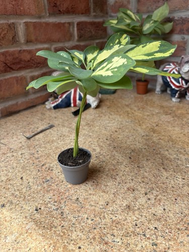 Umbrella plant stem - umbrella,