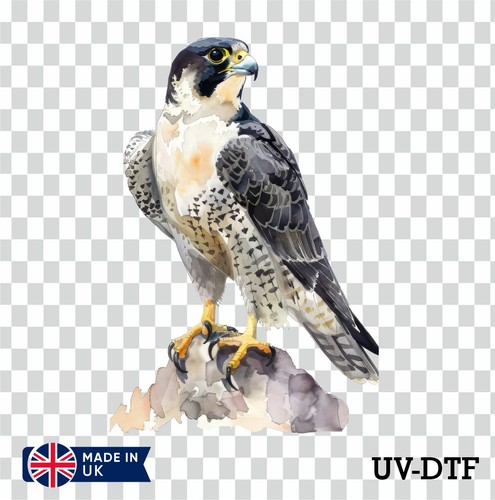 Peregrine falcon dtf - peregrine, uv