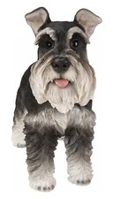 Standing Schnauzer Life Size