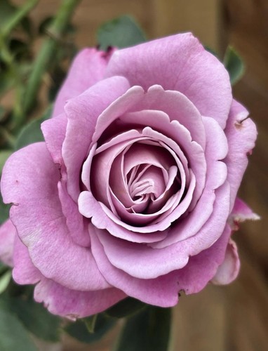 Fragrant waltz time hybrid - fragrant,