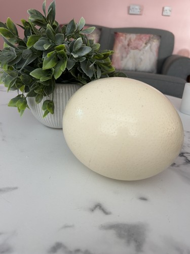 Large ostrich egg approx 18cm - egg,