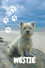West Highland White Terrier -