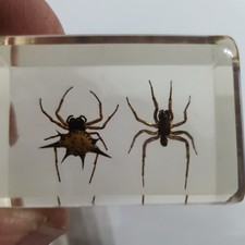 Real insect spiny spiders in