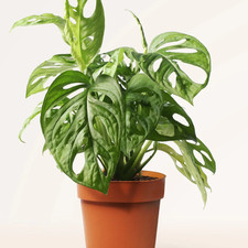 Monstera Adansonii Monkey Mask