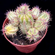 Euphorbia Aggregata Variagata