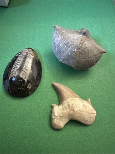Fossils set mini collection - fossils,