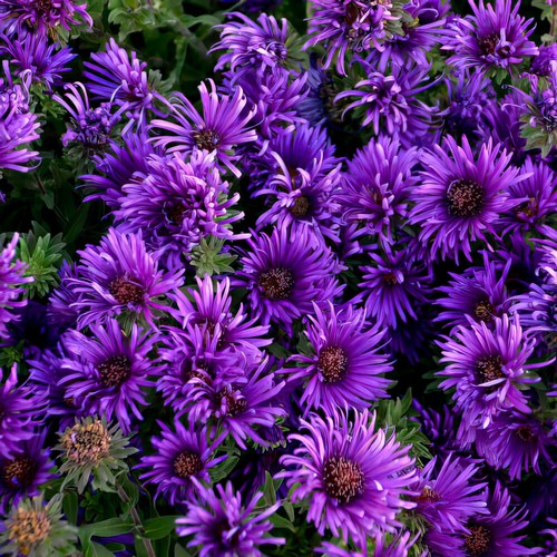 Aster grape crush - aster, 'grape