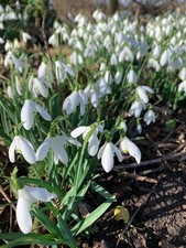 Snowdrops in the green Clumps