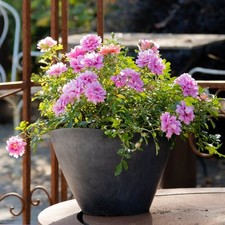 Rose Amirose Established Plant