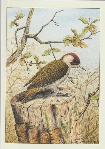 John dolton art bird - dolton,