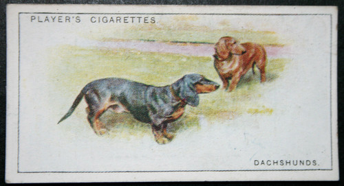 Dachshund vintage 1925 - dachshund,