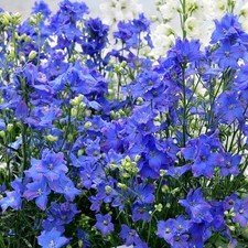  Delphinium Grandiflorum Dwarf