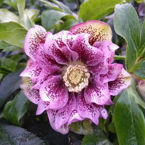Lenten rose plant - plant, plugs