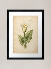 Vintage Calla Lily Botanical