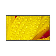 Sharp NEC 65" Digital Signage