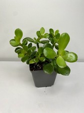 Crassula ovata Money Plant JADE PLANT large leaves  (8.5cm pot)