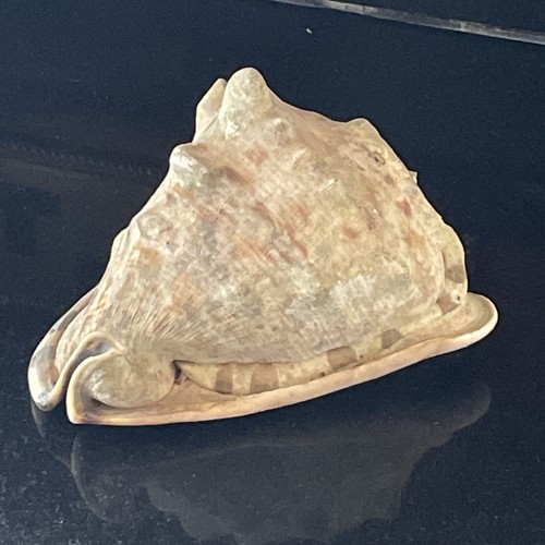 Natural giant horse - giant, conch