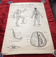 Vintage Medical Anatomical linen chart   Anatomy of muscular & nervous systems