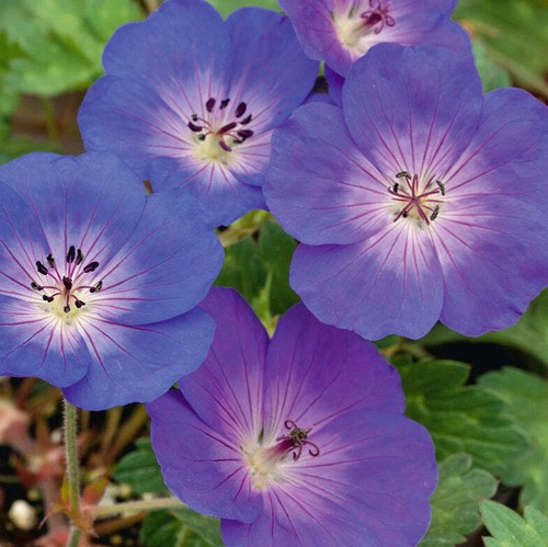 Geranium rozanne agm hardy - geranium,