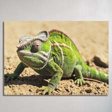 Chameleon 10mm foamboard - chameleon, a0