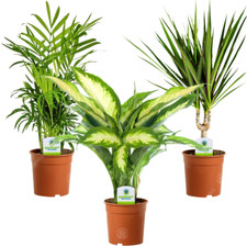 Indoor Plant Mix - 3 Plants -