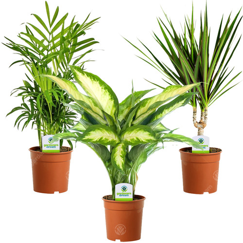 Indoor plant mix plants - 3,
