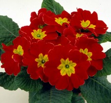 Red Primrose, Primula Acaulis