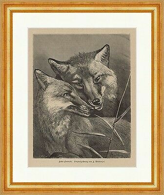 Fox portraits - , foxes
