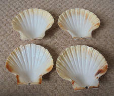 Large scallop shells 12cms - large, 11-12cms