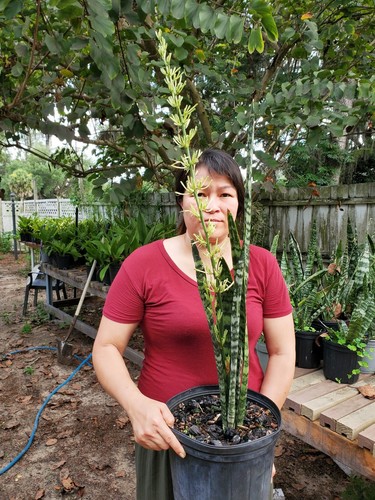 Snake plant tall - plant,, 10"
