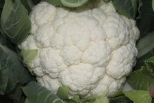 Vegetable - Cauliflower - Skywalker F1 - 10 Seeds