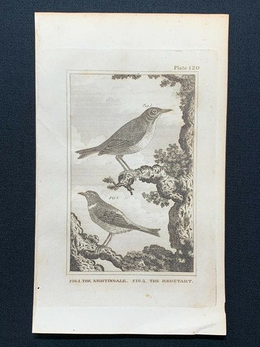 1812 antique bird print - 1812,