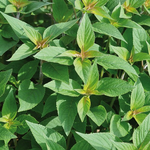 Pineapple sage pino fragrant - pino,