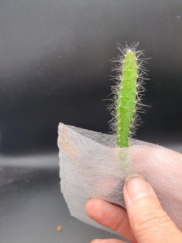 Selenicereus undatus - , |