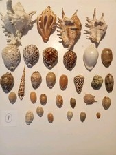 Seashell Cowrie Collection