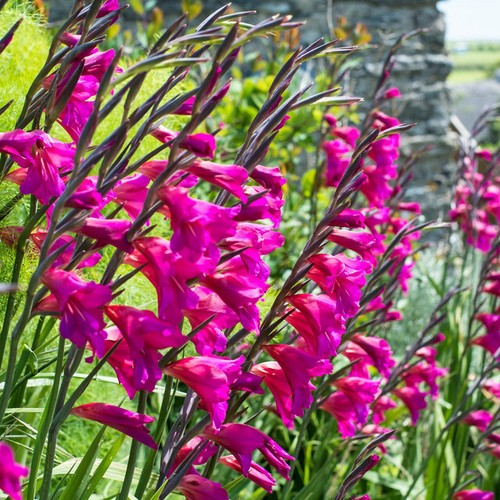 Gladioli byzantinus lily - 5,