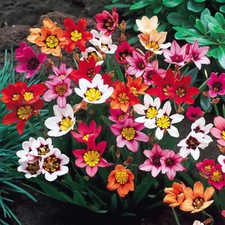 Sparaxis bulbs corms - 25,