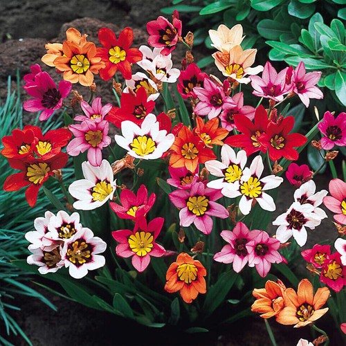 Sparaxis bulbs corms - 25,