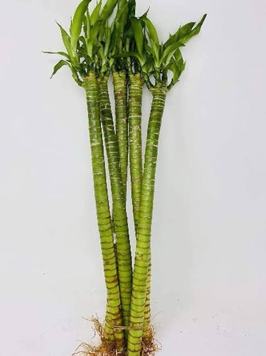 Lucky lotus bamboo 24in 3 - 24in|,