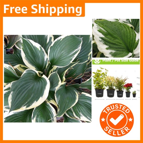 Low maintenance hosta patriot - maintenance,