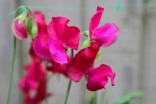 SWEET PEA PARFUME - MILLENNIUM 25 FINEST SEEDS