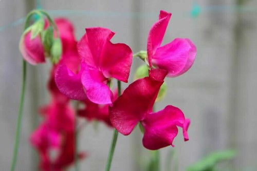 Sweet pea parfume millennium - pea,