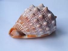 Natural Bull's Mouth Helmet Conch Shell Coral Sea Snail Fish Tank Décor 9 cm