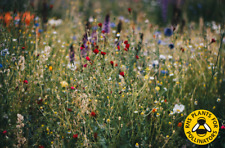 100% Wild Flower Seeds. Throw Grow NO Grass plants Cornflower Buy 2 get 1 FREE