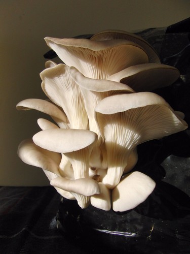 Oyster mushroom spawn seeds - spawn,