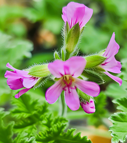 Pelargonium lemon scented - pelargonium,,