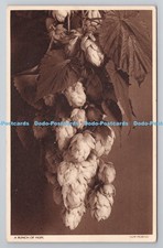 R798714 A Bunch of Hops Hop Picking Harold H Camburn Tunbridge Wells