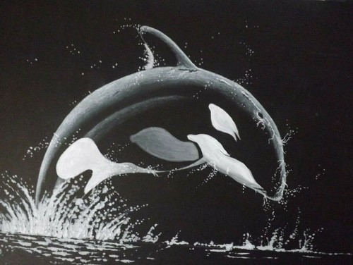 Killer whale superb original - killer,