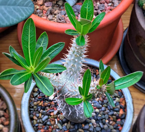 Pachypodium inopinatum 10 - inopinatum,