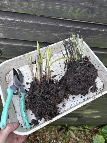 Large bare root - large, liatris